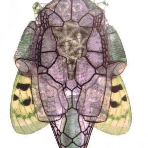 "Blatt LXV" des Bildzykluses "Grotesken" der Künstlerin Gudrun Brückel