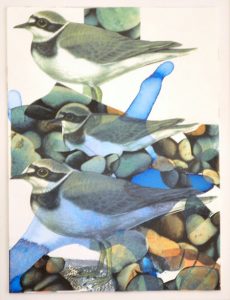 GUDRUN BRÜCKEL "Flußregenpfeifer"