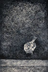 OSKAR STAUDINGER "Novemberhilfe"